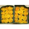 Rosa Gr Ec Brighton