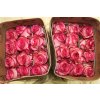 Rosa Gr Ec Caroussel