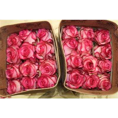 Rosa Gr Ec Caroussel