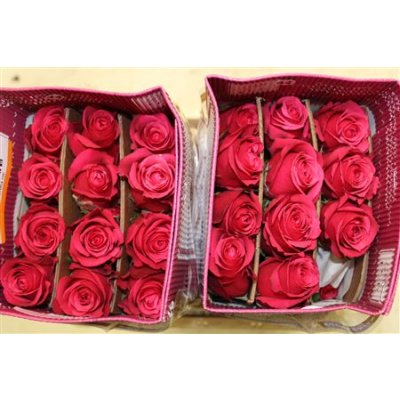 Rosa Gr Ec Cherry O!