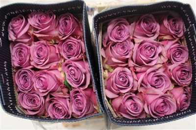 Rosa Gr Ec Cool Water