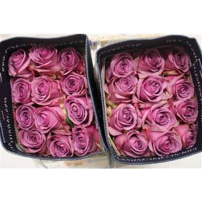 Rosa Gr Ec Cool Water