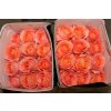 Rosa Gr Ec Coral Reef