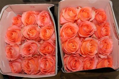 Rosa Gr Ec Coral Reef