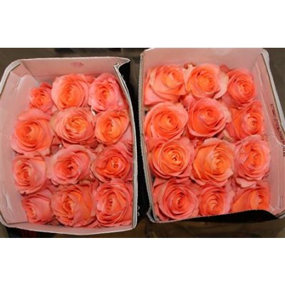 Rosa Gr Ec Coral Reef