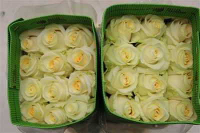 Rosa Gr Ec Creme De La Creme