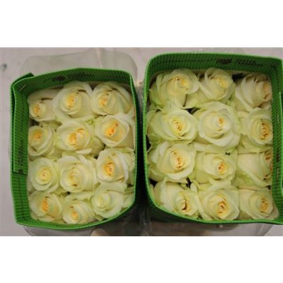 Rosa Gr Ec Creme De La Creme