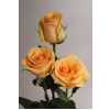 Rosa Gr Ec Cumbia