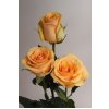 Rosa Gr Ec Cumbia