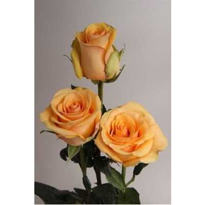 Rosa Gr Ec Cumbia