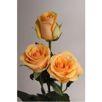Rosa Gr Ec Cumbia