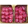 Rosa Gr Ec Deep Purple