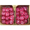 Rosa Gr Ec Deep Purple