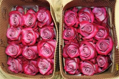 Rosa Gr Ec Deep Purple