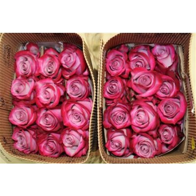 Rosa Gr Ec Deep Purple