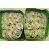 Rosa Gr Ec Early Grey