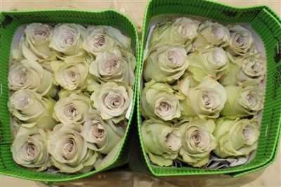 Rosa Gr Ec Early Grey