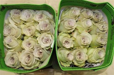Rosa Gr Ec Early Grey