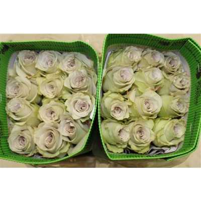 Rosa Gr Ec Early Grey