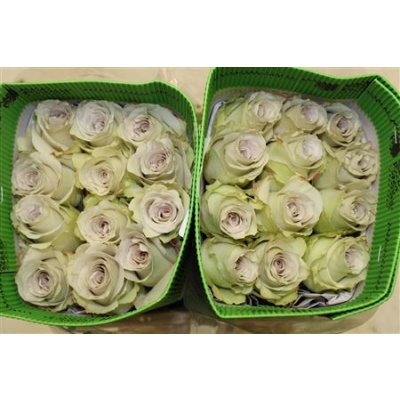 Rosa Gr Ec Early Grey