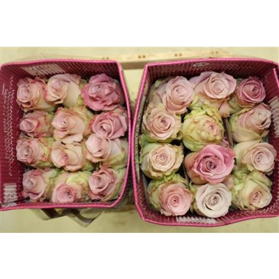 Rosa Gr Ec Faith