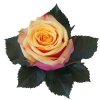 Rosa Gr Ec Fancy Curiosa
