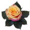 Rosa Gr Ec Fancy Curiosa