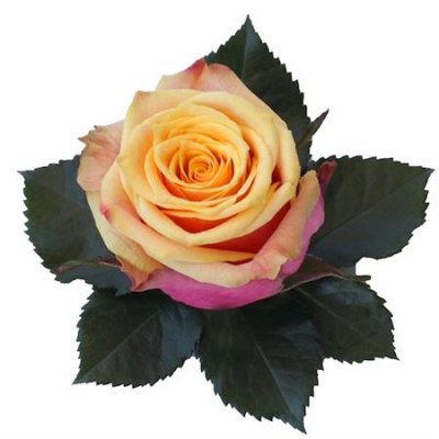 Rosa Gr Ec Fancy Curiosa