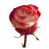 Rosa Gr Ec Farfalla