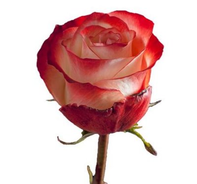 Rosa Gr Ec Farfalla