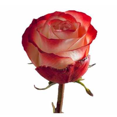 Rosa Gr Ec Farfalla