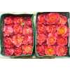 Rosa Gr Ec Free Spirit