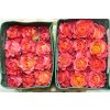 Rosa Gr Ec Free Spirit