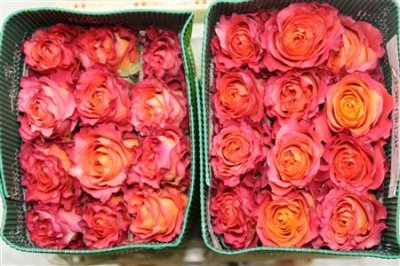 Rosa Gr Ec Free Spirit