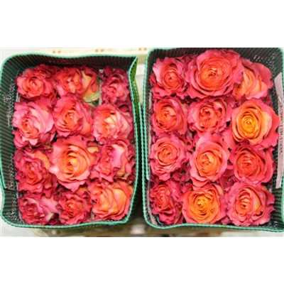 Rosa Gr Ec Free Spirit