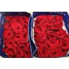 Rosa Gr Ec Freedom