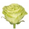 Rosa Gr Ec Green Tea