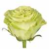 Rosa Gr Ec Green Tea
