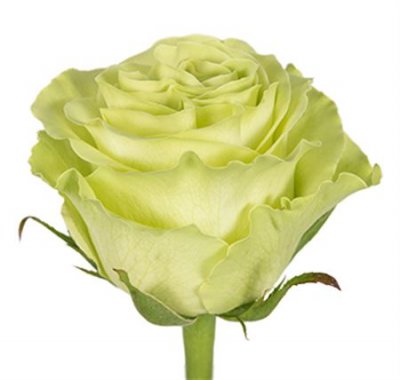 Rosa Gr Ec Green Tea