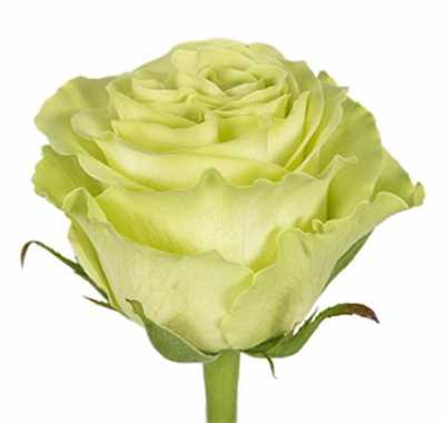Rosa Gr Ec Green Tea