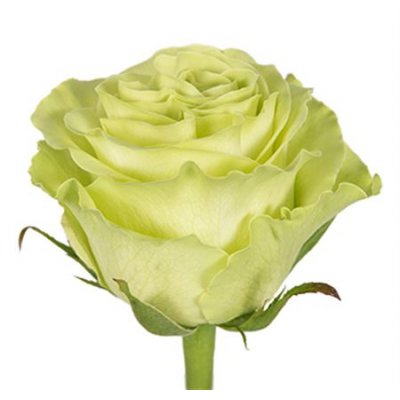 Rosa Gr Ec Green Tea