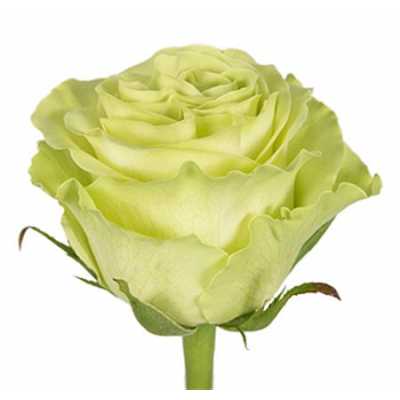 Rosa Gr Ec Green Tea