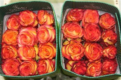Rosa Gr Ec High & Magic