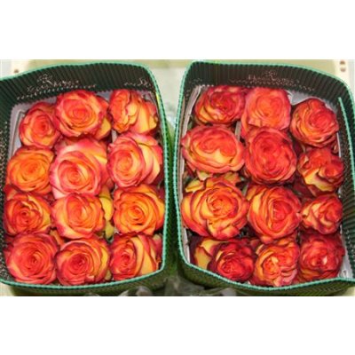 Rosa Gr Ec High & Magic