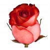 Rosa Gr Ec Iguana