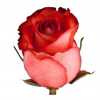 Rosa Gr Ec Iguana