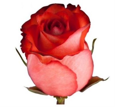 Rosa Gr Ec Iguana