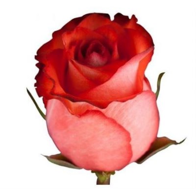 Rosa Gr Ec Iguana