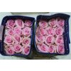 Rosa Gr Ec Jessica