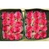 Rosa Gr Ec Malibu